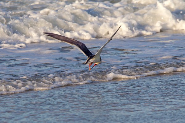 _43G4013  Black Skimmer