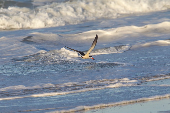 _43G4027 Black Skimmer v1