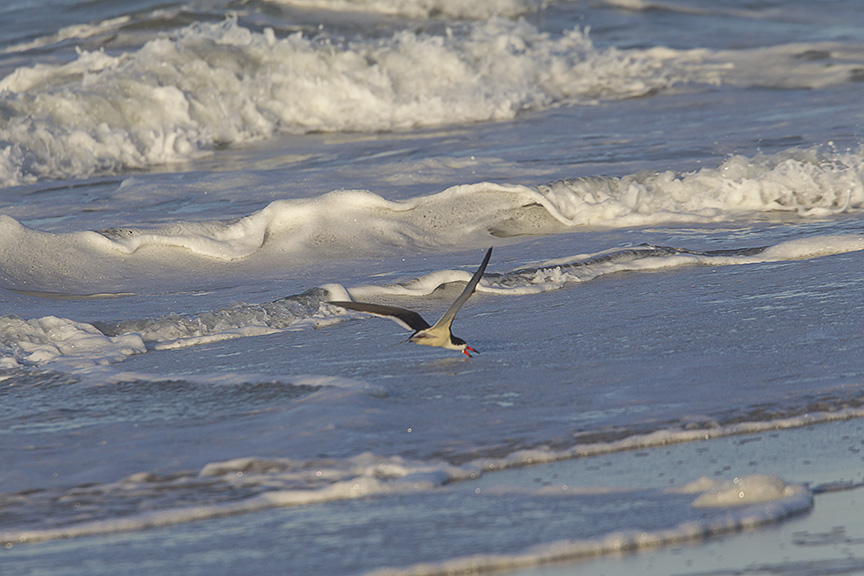 _43G4028 Black Skimmer