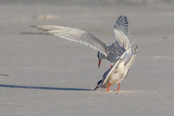_43G4100 nickerson common tern v2s