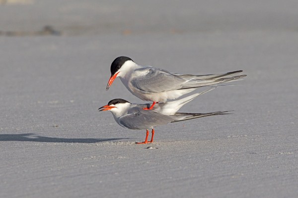 _43G4111 nickerson common terns v2