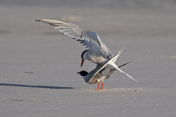 _43G4146 nickerson common terns v2
