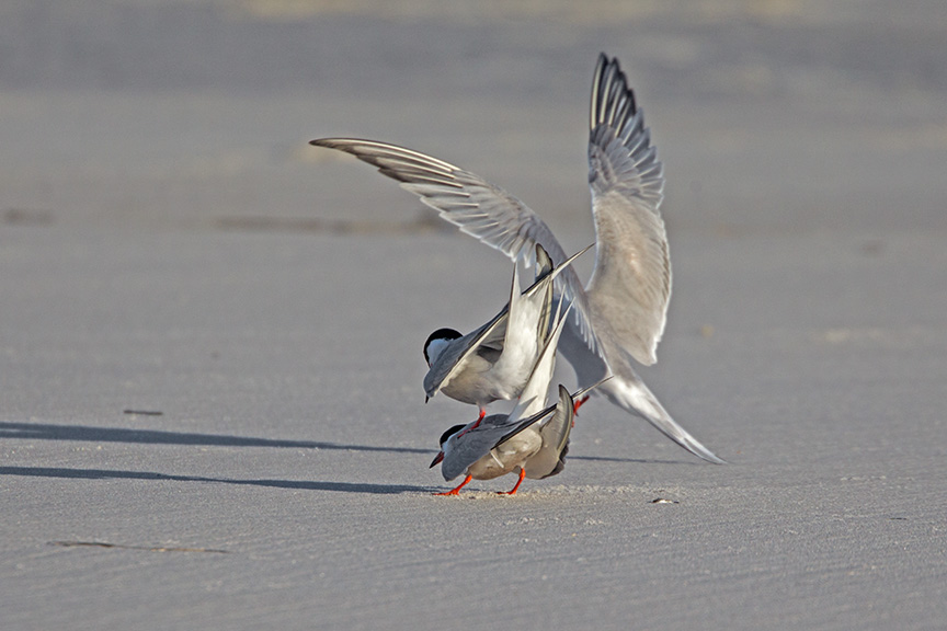 _43G4152 nickerson Common Terns v2