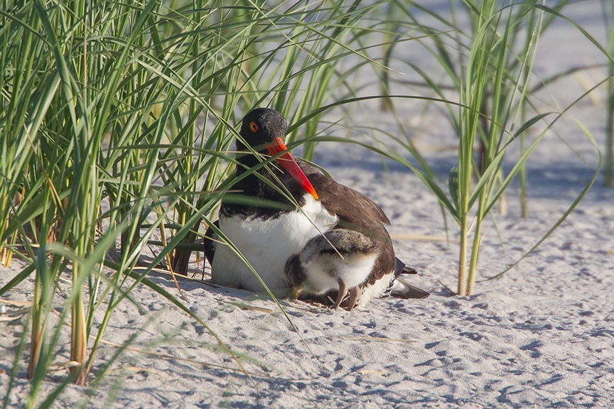 _43G4404 nickerson Oystercatcher chicks v2