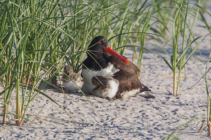 _43G4433 nickerson Oystercatcher chicks v2