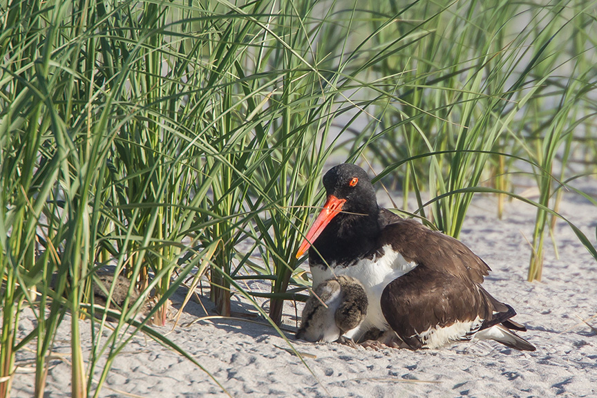 _43G4489 nickerson Oystercatcher chicks v2