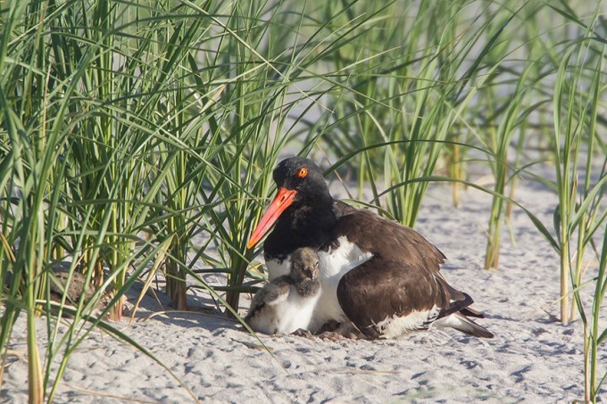 _43G4493 nickerson Oystercatcher chicks v2
