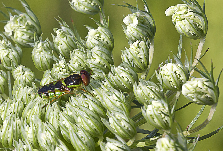 _43G4583 v2 soldier fly
