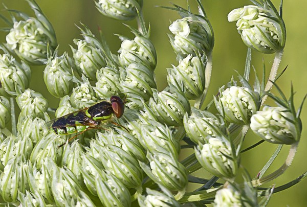 _43G4583 v2 soldier fly
