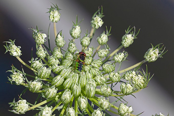 _43G4604 v2 hp soldier fly