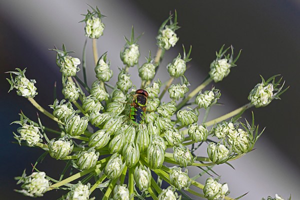 _43G4604 v2 hp soldier fly