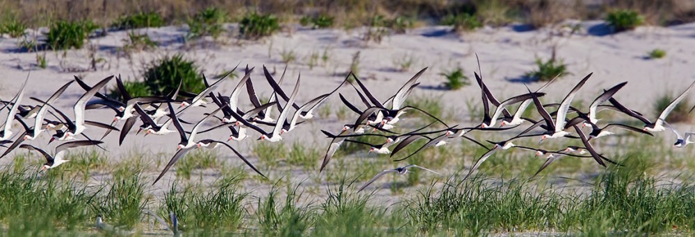 _43G5302c black skimmers