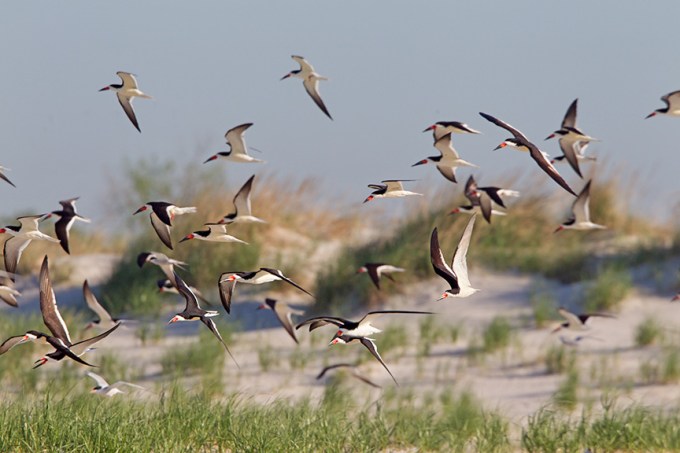 _43G5309a black skimmers
