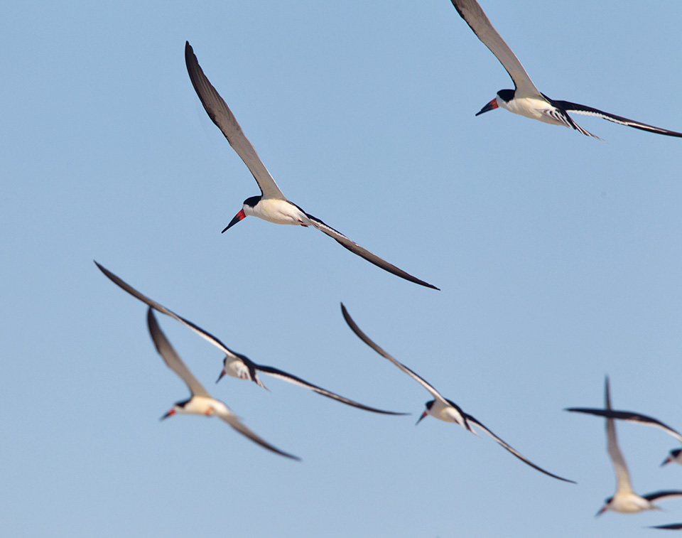 _43G5519b black skimmers