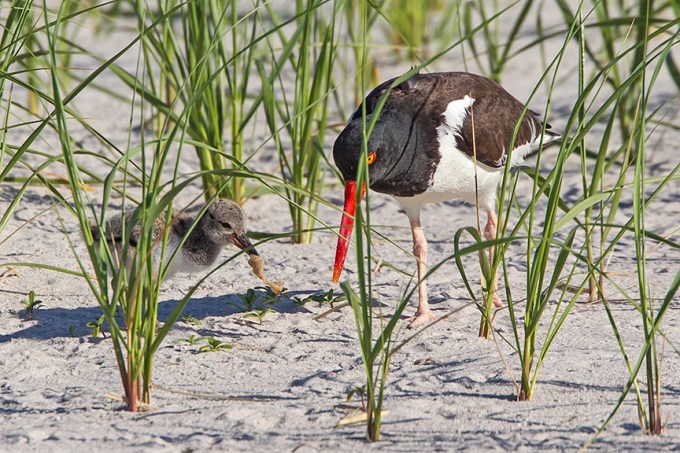 _43G5859 v2 American Oystercatcher