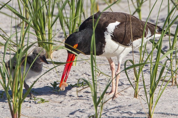 _43G5870 American Oystercatcher v3