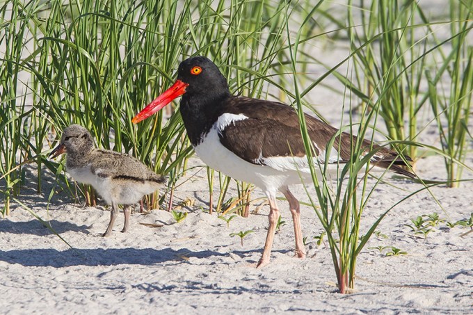 _43G5885 American Oystercatcher v4