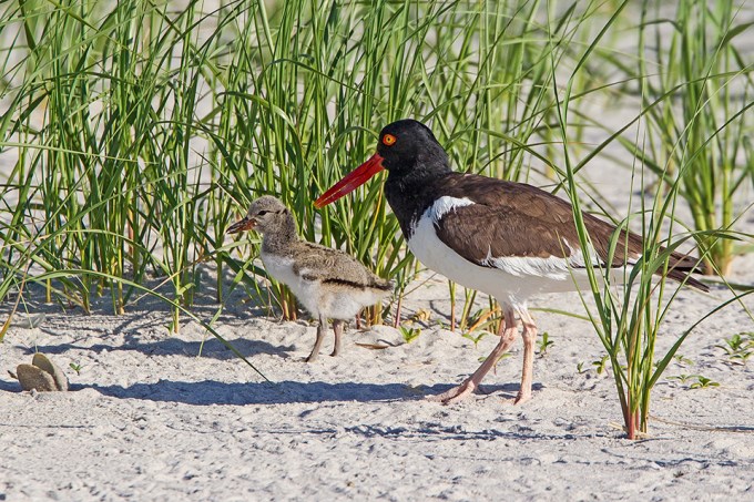 _43G5891 v2 American Oystercatcher