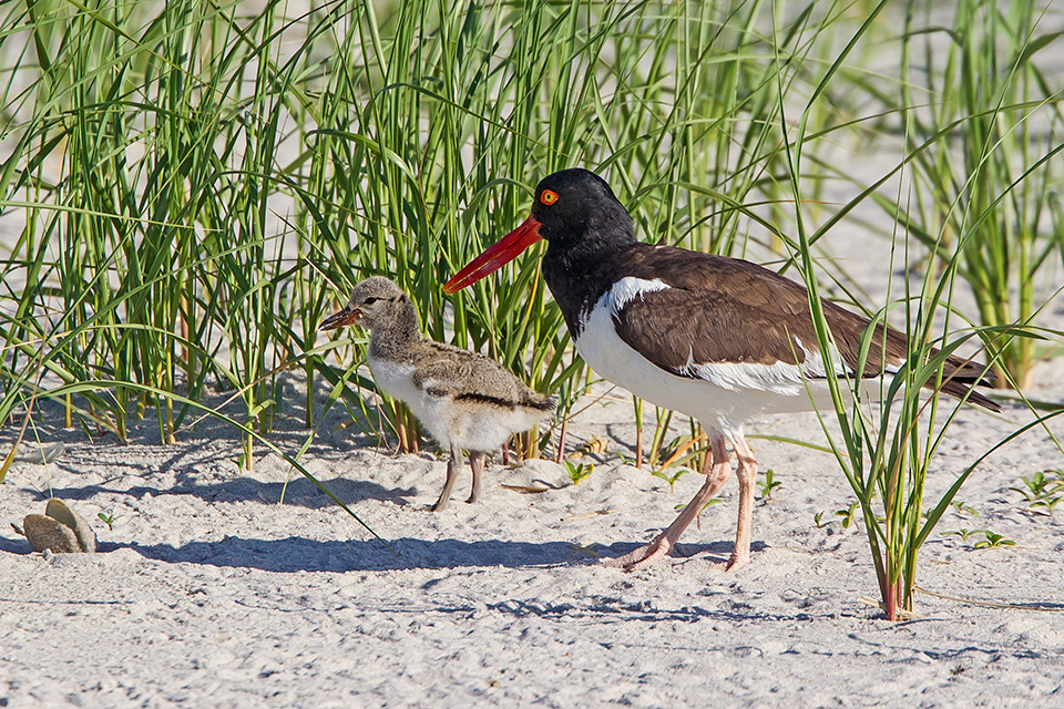 _43G5891 v2 American Oystercatcher