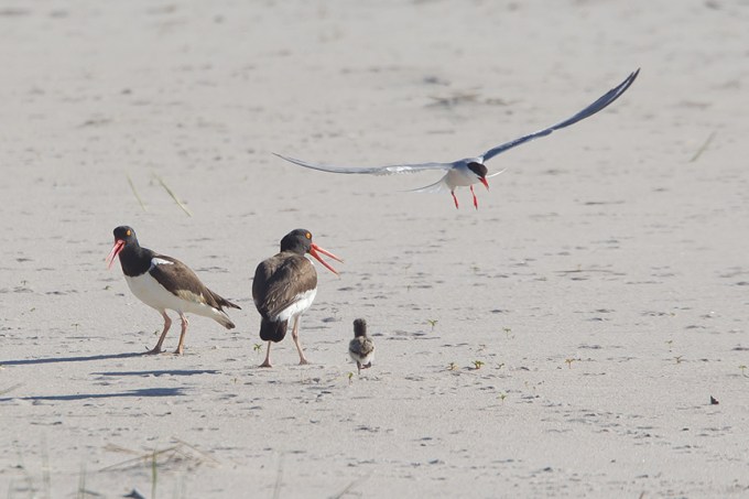 _43G6856 nickerson Oystercatchers v2