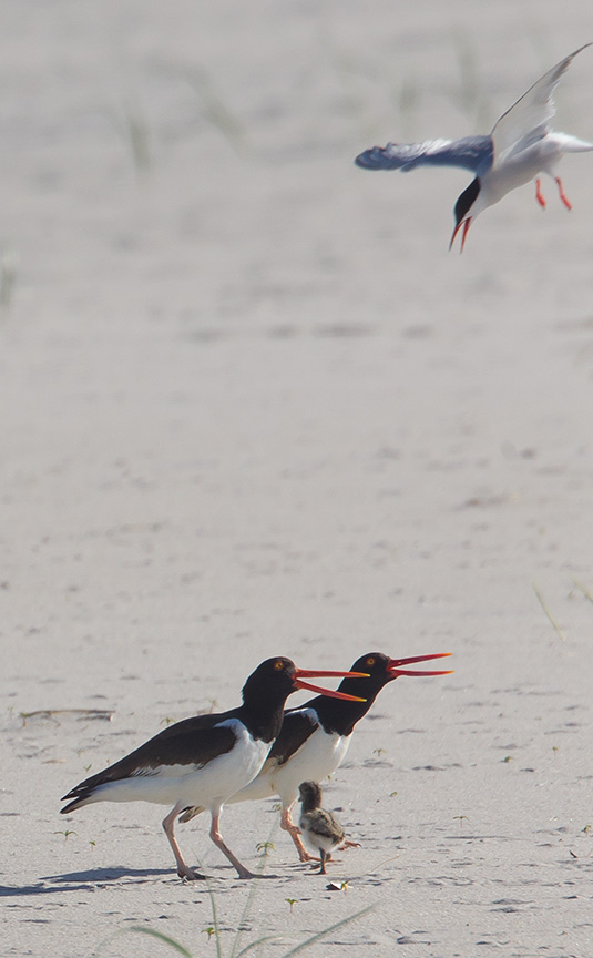 _43G6877 nickerson Oystercatcher v2