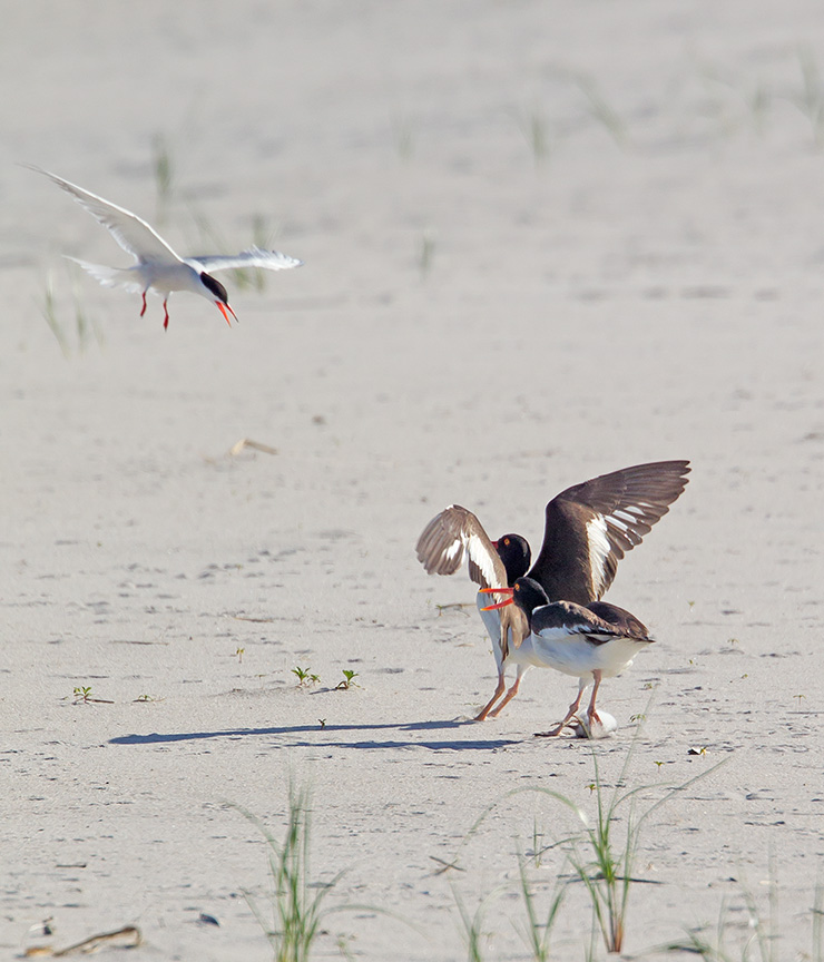 _43G6883 nickerson Oystercatcher v2