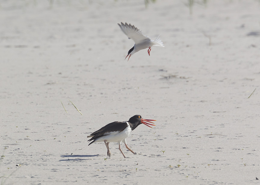 _43G6896 nickerson Oystercatcher v2