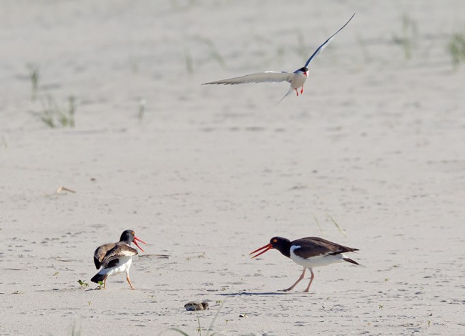 _43G6898 nickerson Oystercatcher v2