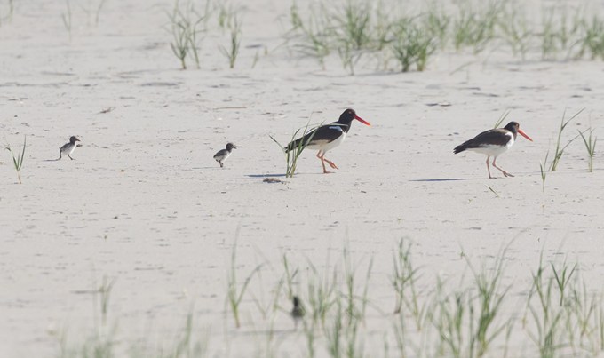 _43G6948 nickerson Oystercatcher v2