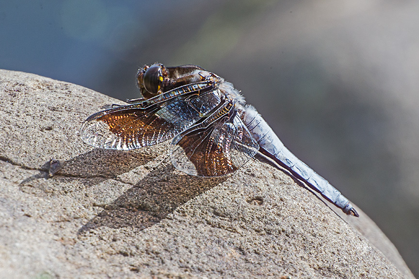 _43G7483 v2Common Whitetail Skimmer