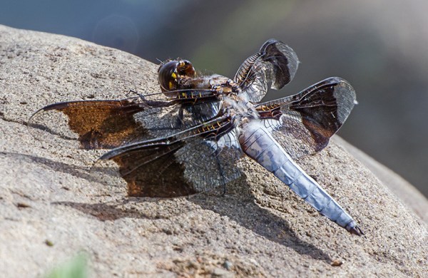 _43G7516 Common Whitetail Skimmer