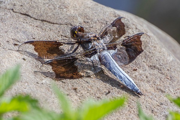 _43G7536 v2 Common Whitetail Skimmer