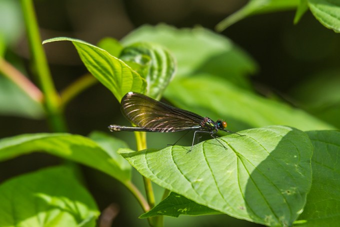 _MG_8335 ebony jewelwing yard
