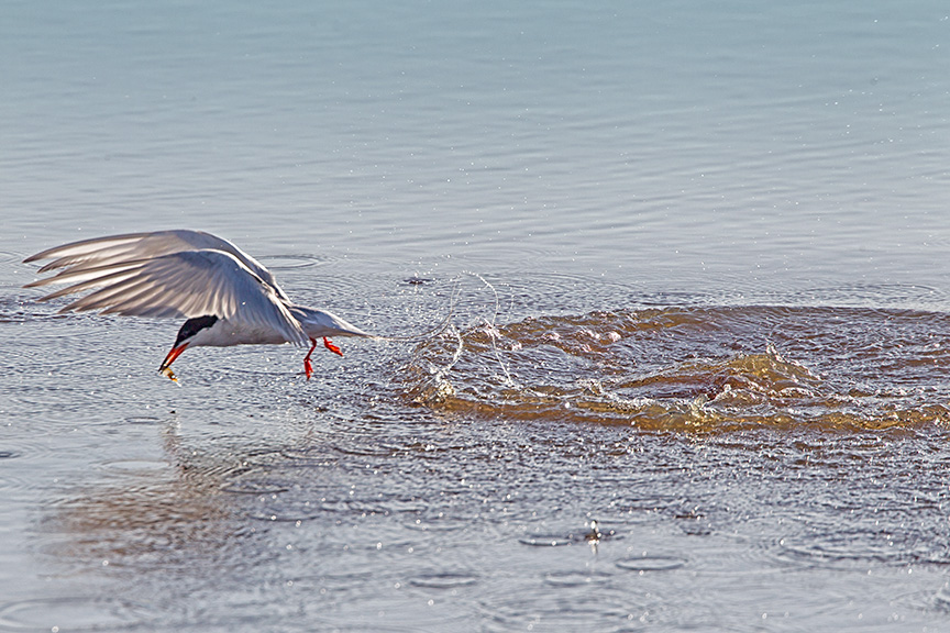 _43G0493 Brig Common Tern v2