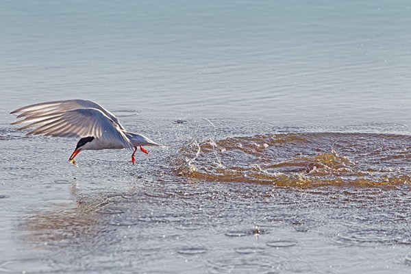 _43G0493 Brig Common Tern v2