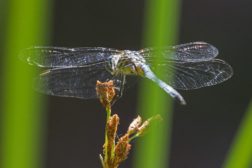 _43G0730 blur dasher pond v2