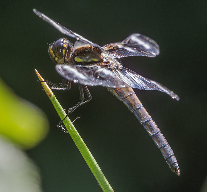 _43G0760 yd 12 spot skimmer v2