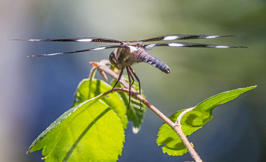 _43G0827 v2 yd 12 spot skimmer v4