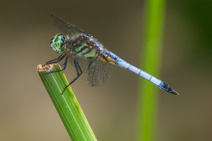 _43G0940 yard blue dasher v2