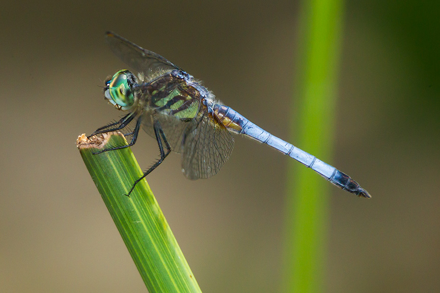 _43G0940 yard blue dasher v2