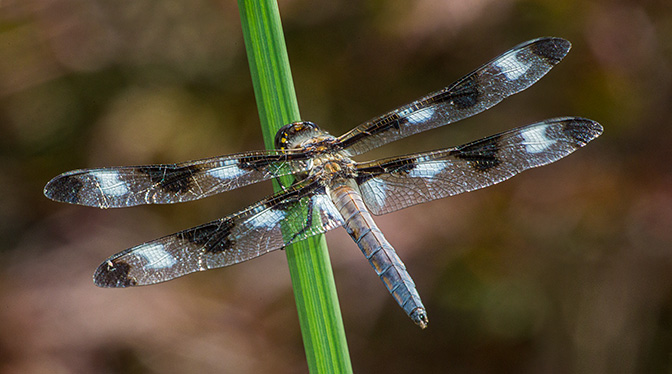 _43G0975 yard 12 spotted skimmer pano v2