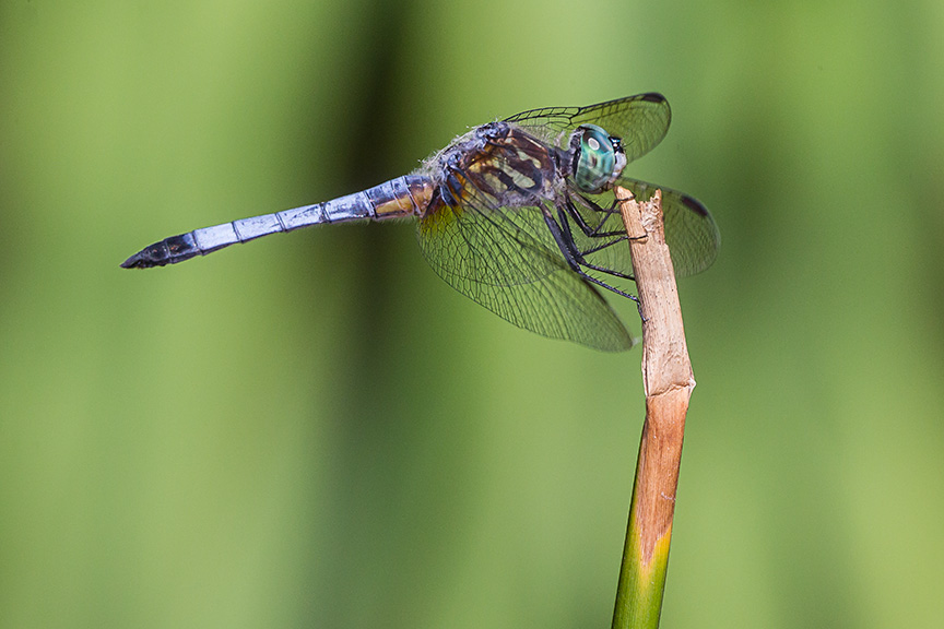 _43G1486 yd pond blue dasher v3 hp