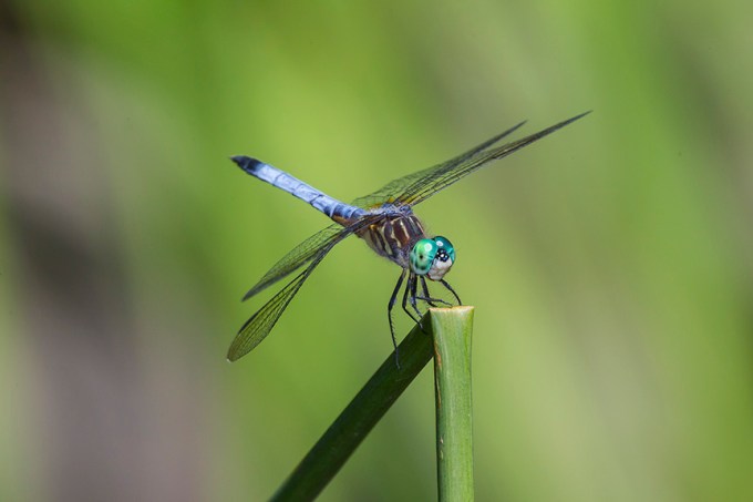 _43G1520 yd pond blue dasher v1