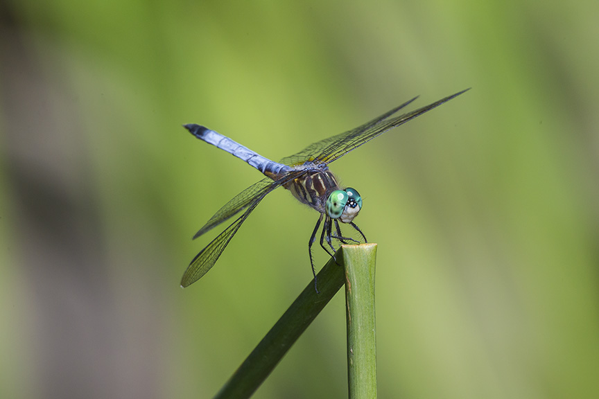 _43G1520 yd pond blue dasher v1
