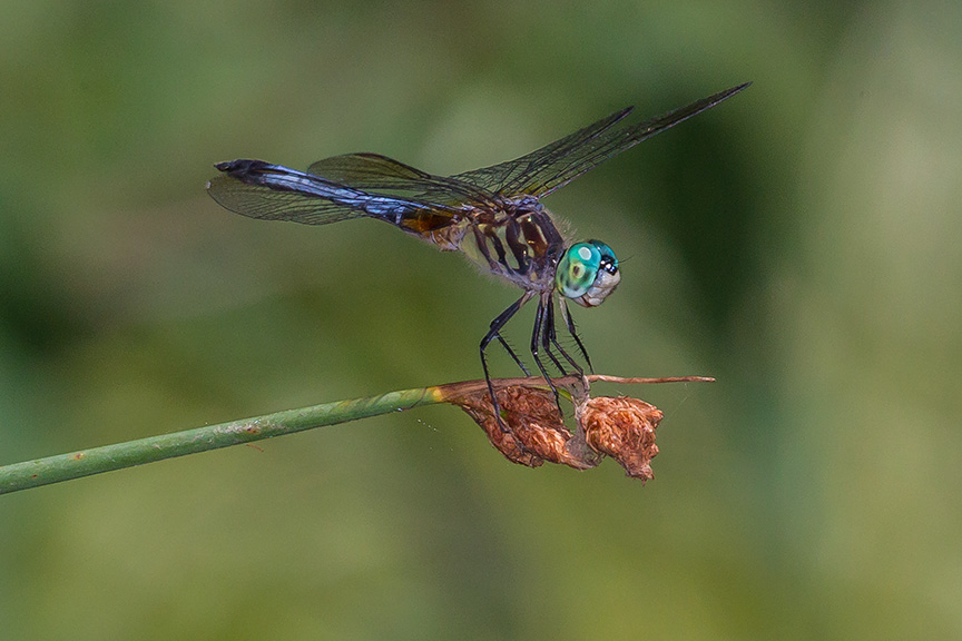 _43G1533 yd pond blue dasher v1