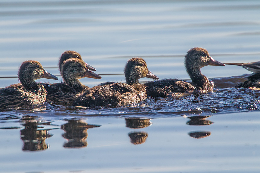_43G1969 cf Mallards v1