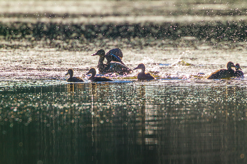 _43G1978 cf Mallard family v2
