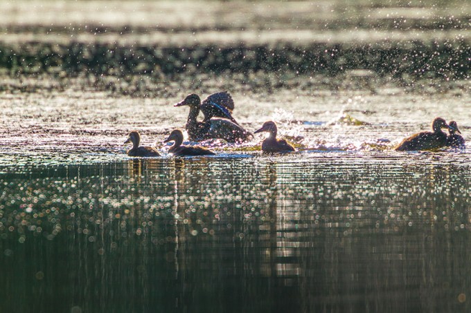 _43G1978 cf Mallard family v2