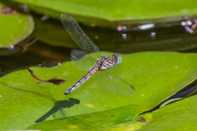 _43G2553 yd female blue dasher v2