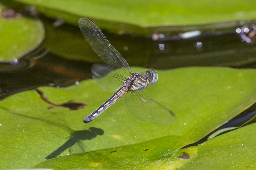 _43G2553 yd female blue dasher v2